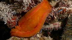 Raja Ampat 2016 - Hexabranchus sanguineus - Spanish Dancer - Danseuse Espagnole - IMG_5462_rc